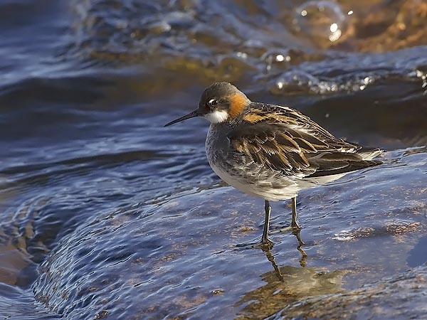 Vesipääsky, Red-necked Phalarope, Phalaropus lobatus